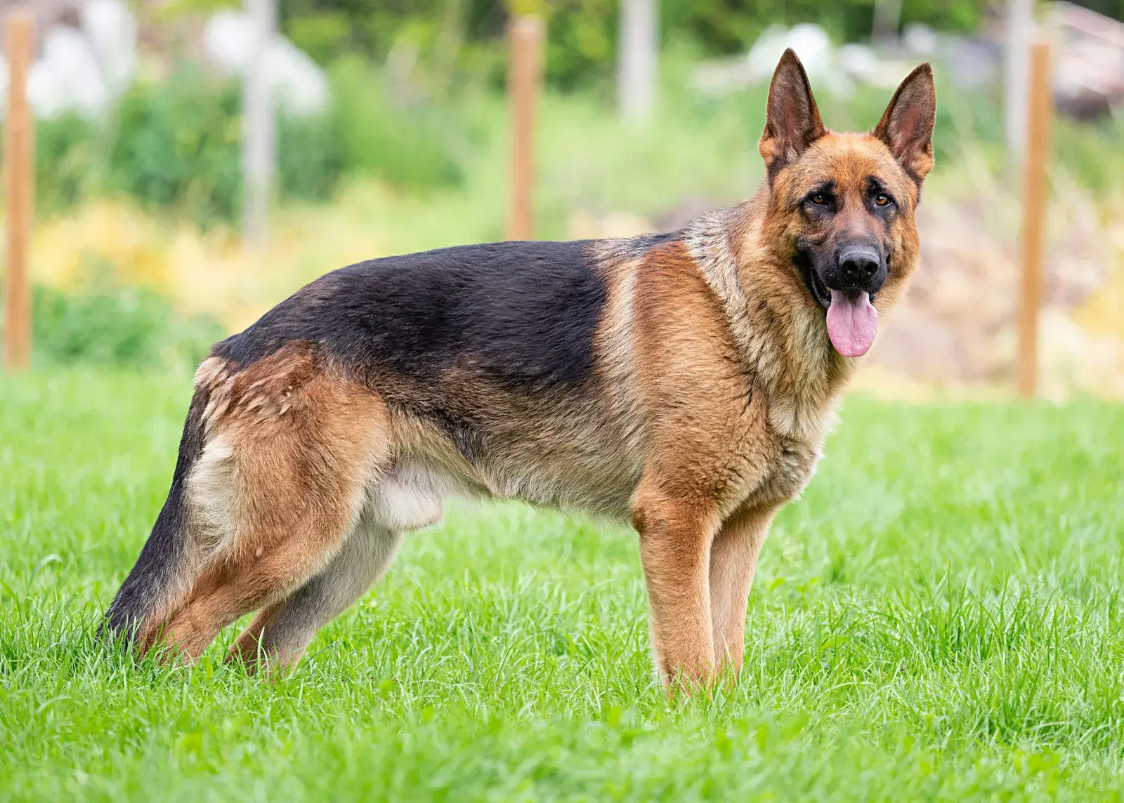 German Shepherd Ettee