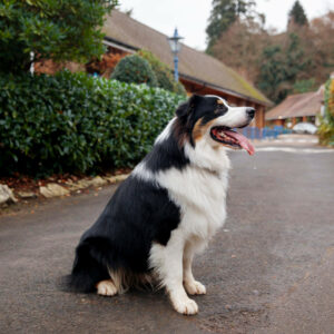 Border Collie