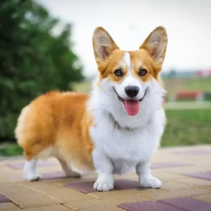 Corgi