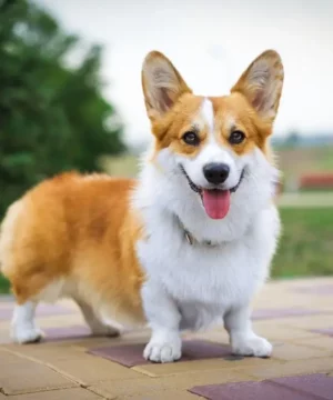 Corgi