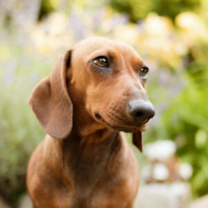 Dachshund