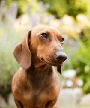 Dachshund