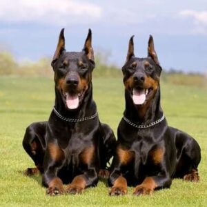 Doberman