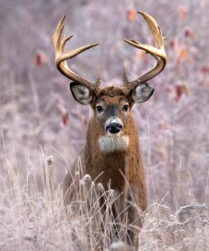 hunting-bedding-set